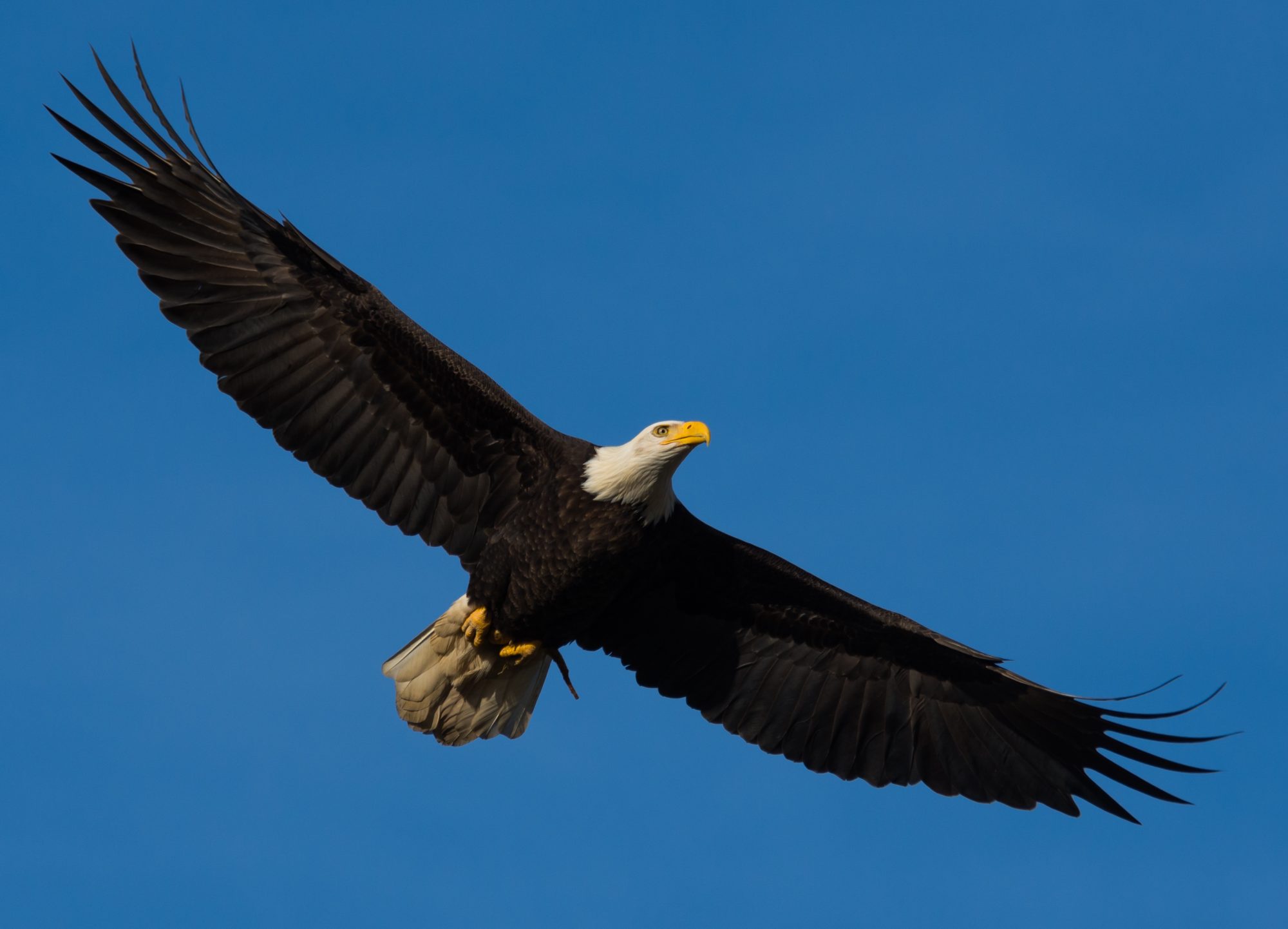 eagle-soaring-south-east-self-defence